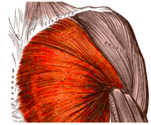 Pec anatomy